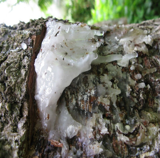 Elemi Uçucu Yağı resmi