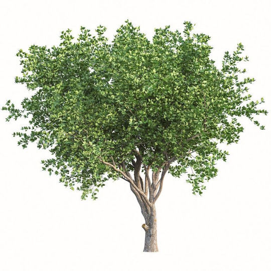 Kafur Uçucu Yağı resmi