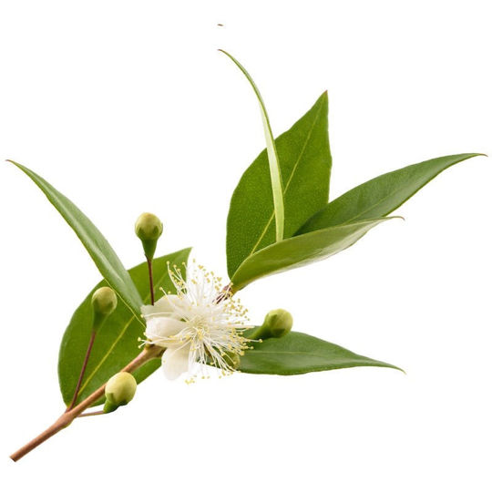 Mersin Uçucu Yağı resmi