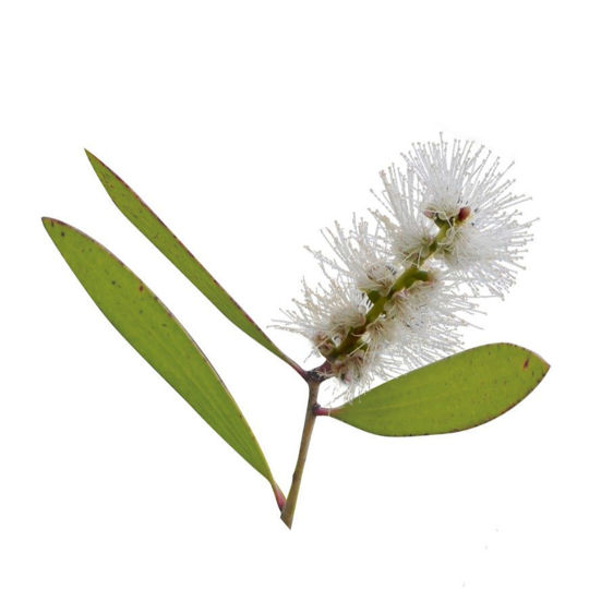 Nioli Uçucu Yağı resmi