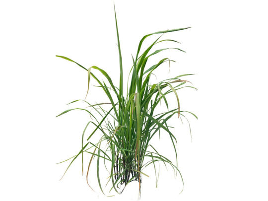 Palmarosa Uçucu Yağı resmi