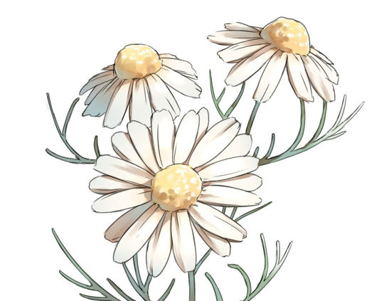 PAPATYA HİDROSOL resmi