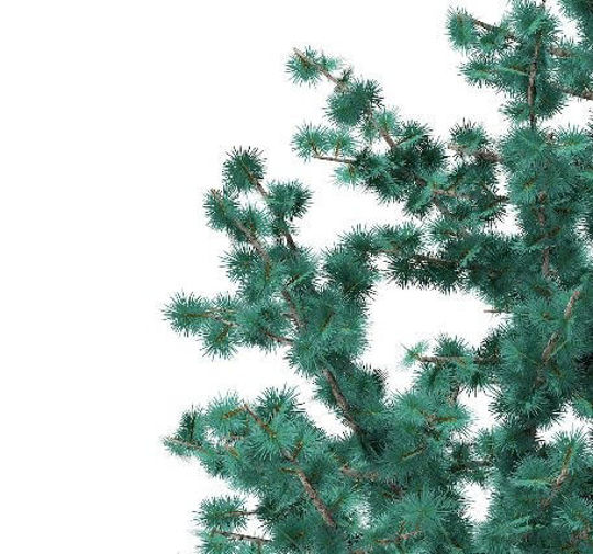 Sedir Uçucu Yağı resmi