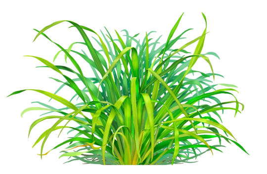 Sitronella Uçucu Yağı resmi