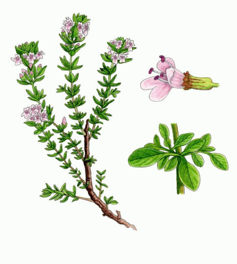 Sivri Kekik Hidrosol resmi