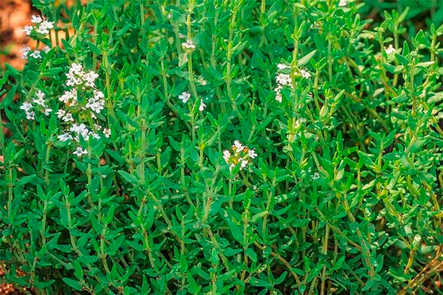 Thymus vulgaris L. (Sivri Kekik)