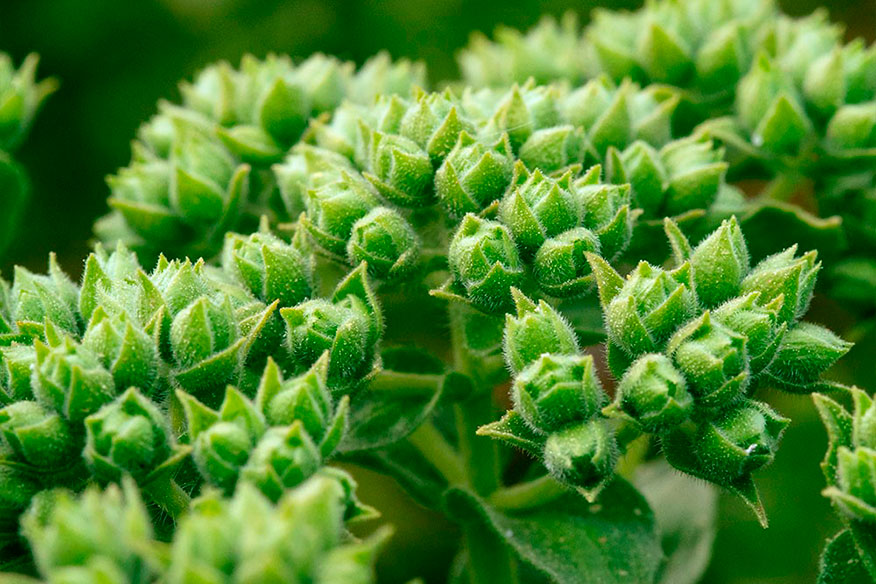 Origanum onites L. -(Türk Kekiği)