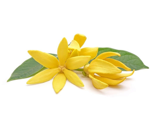 Ylang Ylang Uçucu Yağı resmi